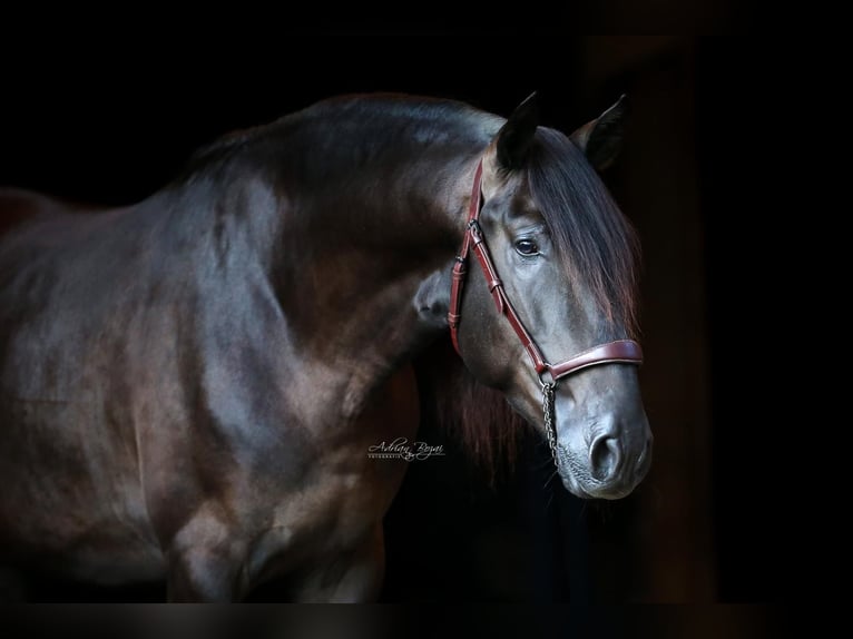 PRE Stallion 4 years 15,2 hh Black in Sigmarszell