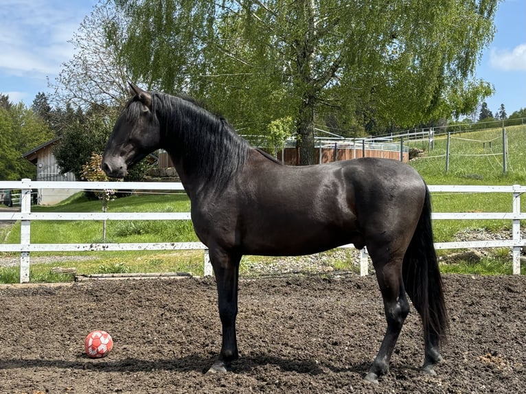 PRE Stallion 4 years 15,2 hh Black in Sigmarszell