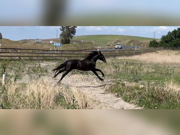 PRE Mix Stallion 4 years 15.2 hh Black in Carmona