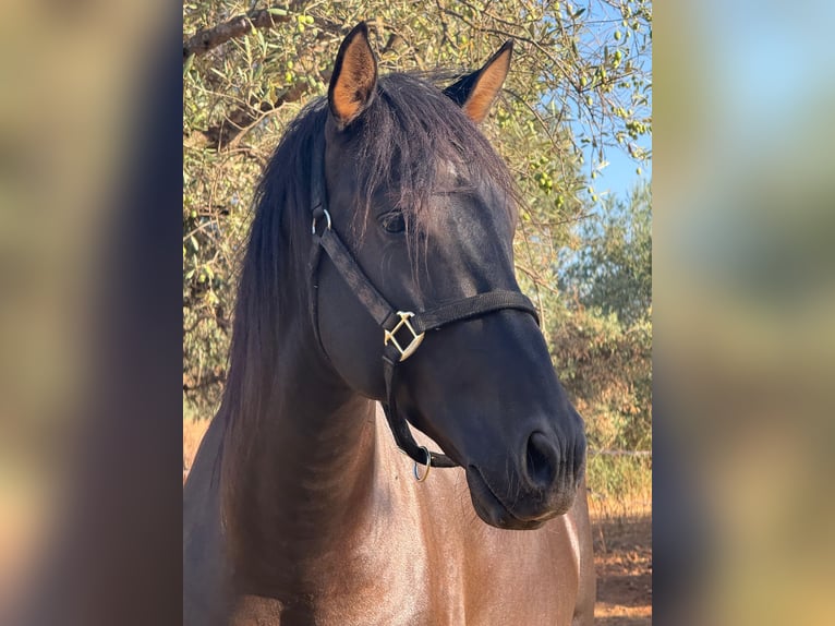 PRE Mix Stallion 4 years 15.2 hh Black in Carmona