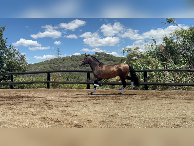 PRE Mix Stallion 4 years 15,2 hh Brown in Sant Fost Campcentelles