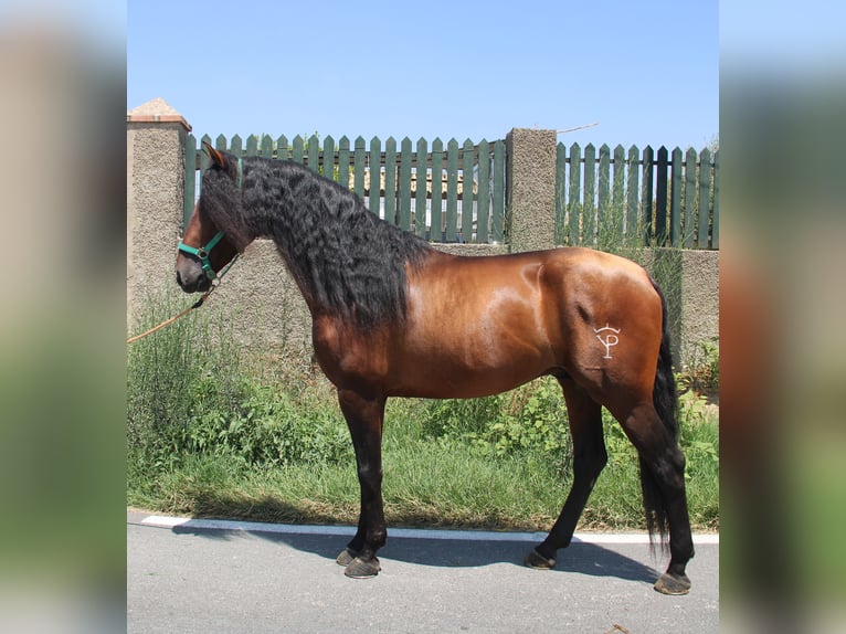 PRE Stallion 4 years 15,2 hh Brown in Vejer de la Frontera