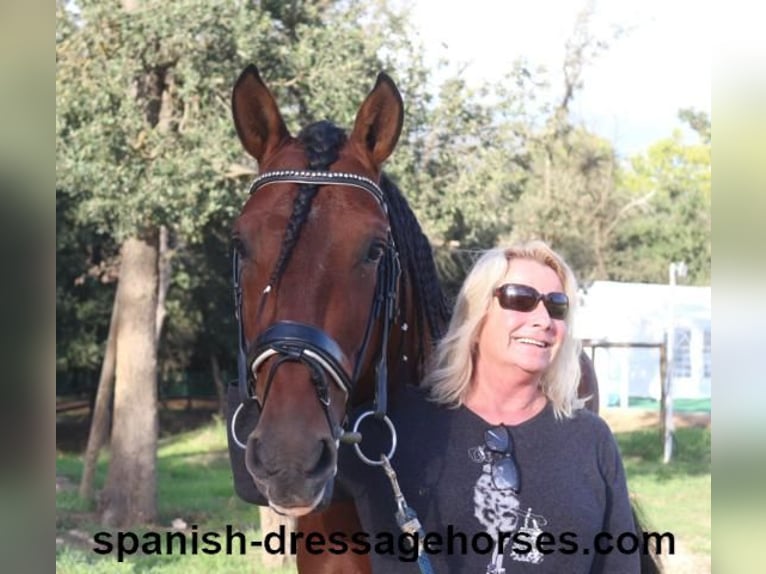 PRE Mix Stallion 4 years 15,2 hh Brown in Barcelona