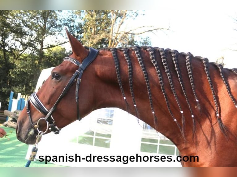 PRE Mix Stallion 4 years 15,2 hh Brown in Barcelona