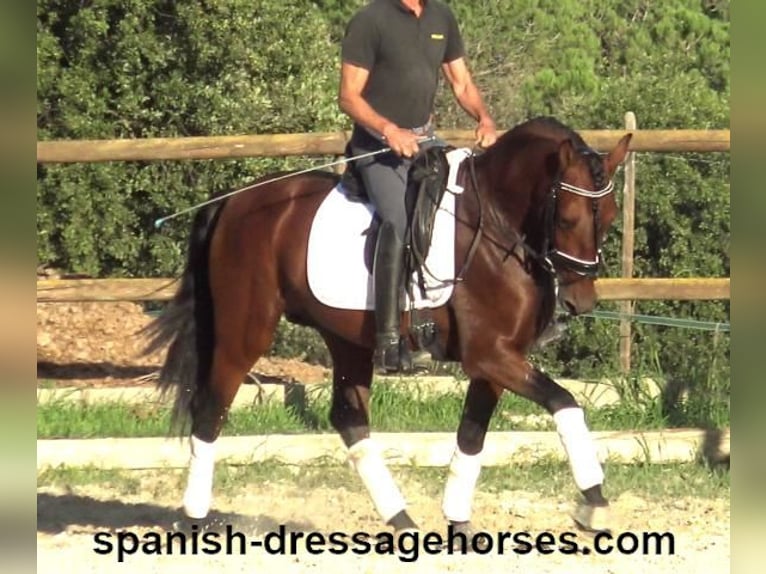 PRE Mix Stallion 4 years 15,2 hh Brown in Barcelona