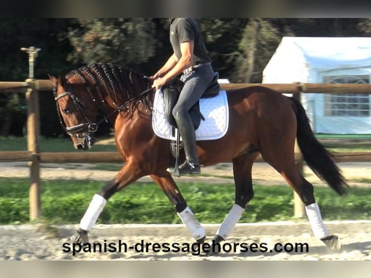 PRE Mix Stallion 4 years 15,2 hh Brown in Barcelona