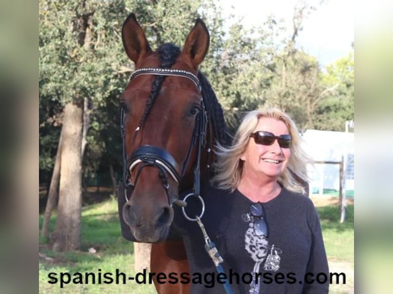 PRE Mix Stallion 4 years 15,2 hh Brown in Barcelona