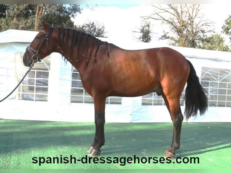 PRE Mix Stallion 4 years 15,2 hh Brown in Barcelona