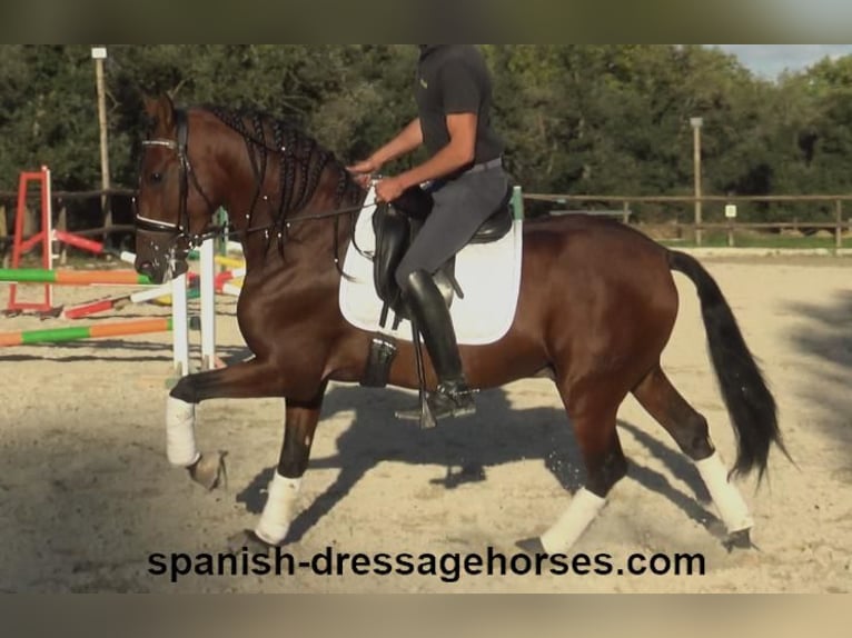 PRE Mix Stallion 4 years 15,2 hh Brown in Barcelona