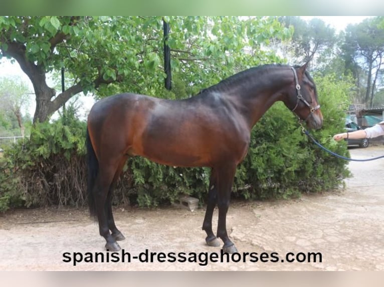 PRE Mix Stallion 4 years 15,2 hh Brown in Barcelona