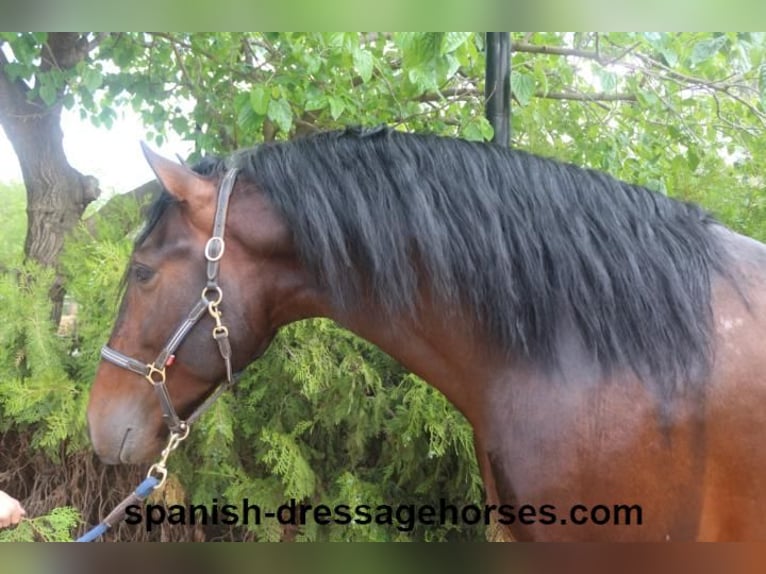 PRE Mix Stallion 4 years 15,2 hh Brown in Barcelona
