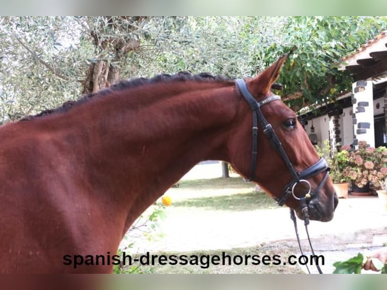 PRE Stallion 4 years 15,2 hh Brown in Pedret i Marzá Cataluña