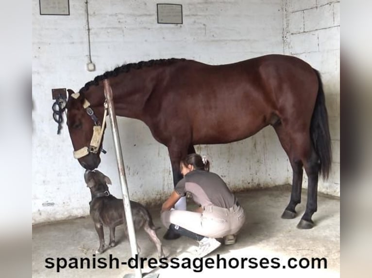 PRE Stallion 4 years 15,2 hh Brown in Pedret i Marzá Cataluña