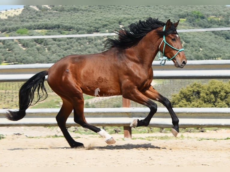 PRE Stallion 4 years 15.2 hh Brown in Provinz Cordoba