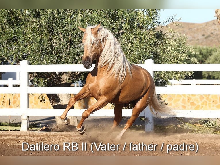 PRE Stallion 4 years 15.2 hh Brown in Provinz Cordoba