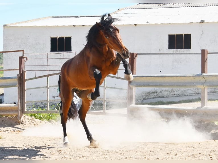 PRE Stallion 4 years 15.2 hh Brown in Provinz Cordoba