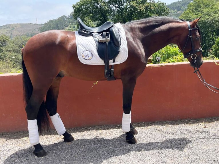 PRE Mix Stallion 4 years 15,2 hh Brown in Navas Del Madroño