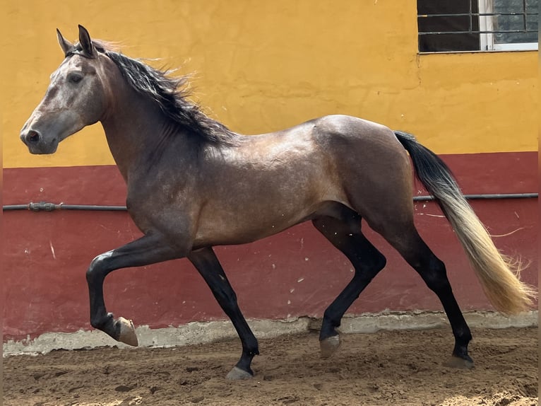 PRE Stallion 4 years 15,2 hh Brown Falb mold in EL PALMAR