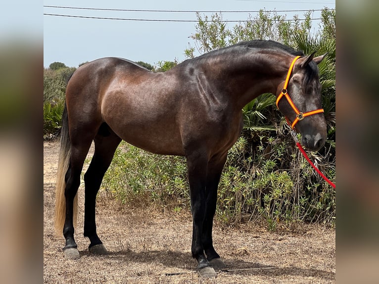 PRE Stallion 4 years 15,2 hh Brown Falb mold in EL PALMAR