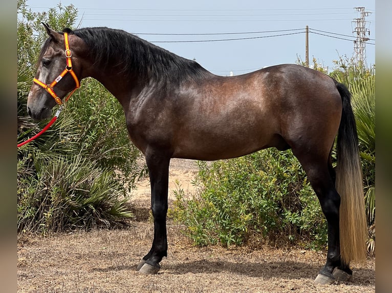 PRE Stallion 4 years 15,2 hh Brown Falb mold in EL PALMAR
