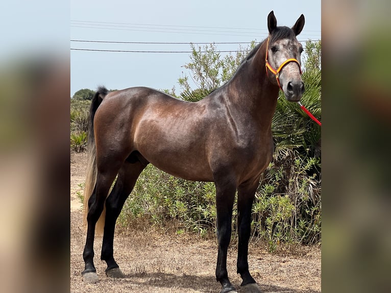 PRE Stallion 4 years 15,2 hh Brown Falb mold in EL PALMAR