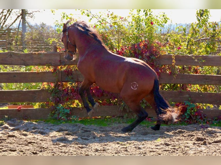 PRE Mix Stallion 4 years 15.2 hh Brown-Light in Polenz