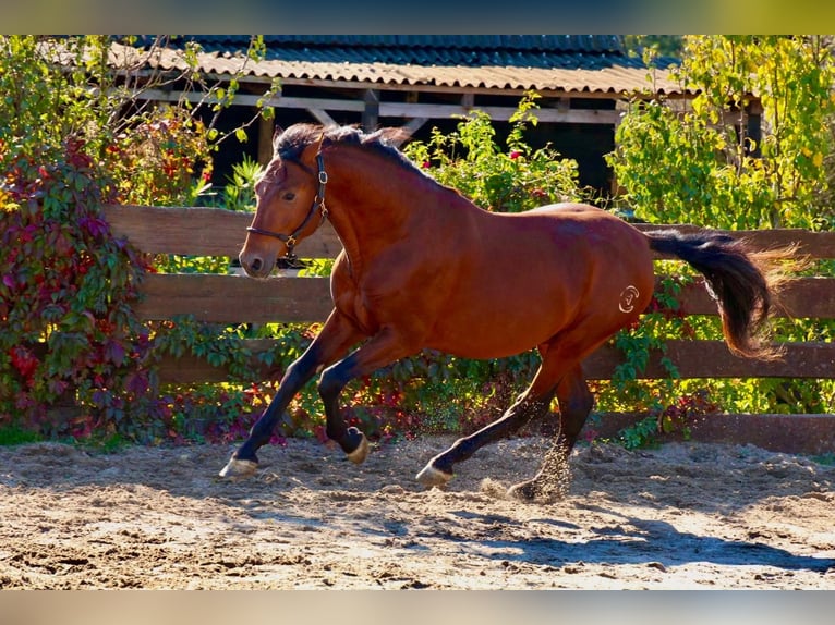 PRE Mix Stallion 4 years 15.2 hh Brown-Light in Polenz