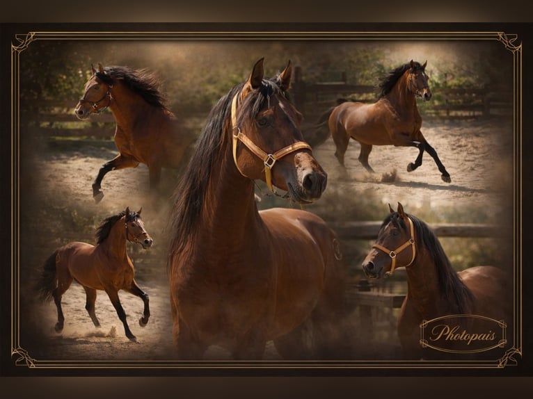 PRE Mix Stallion 4 years 15.2 hh Brown-Light in Polenz