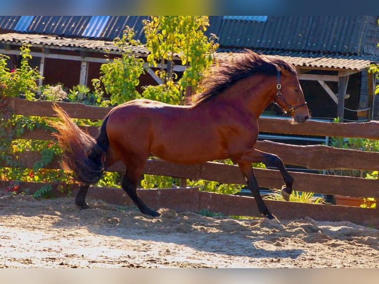 PRE Mix Stallion 4 years 15.2 hh Brown-Light in Polenz