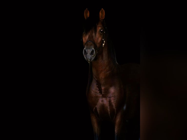 PRE Mix Stallion 4 years 15.2 hh Brown-Light in Polenz