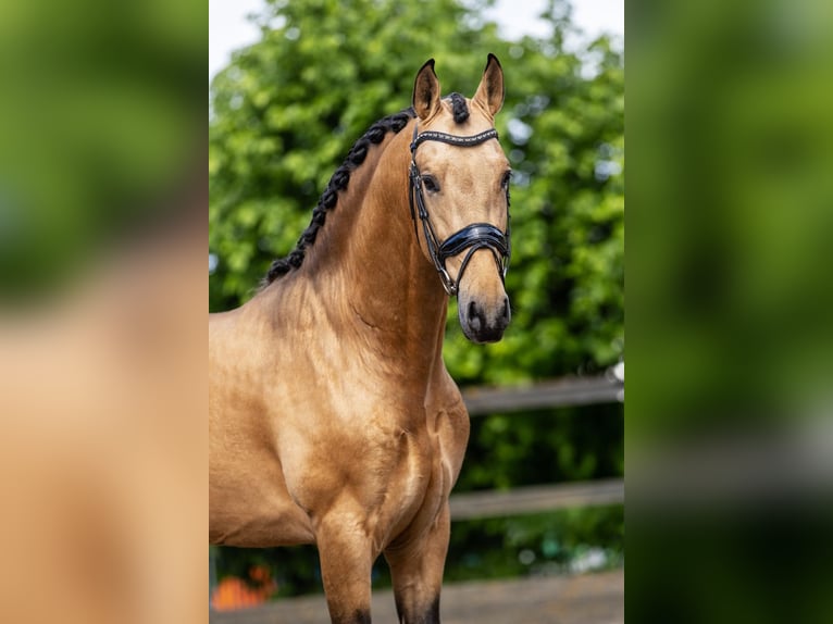 PRE Mix Stallion 4 years 15,2 hh Buckskin in Sm