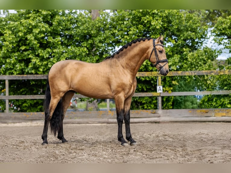 PRE Mix Stallion 4 years 15,2 hh Buckskin in Sm