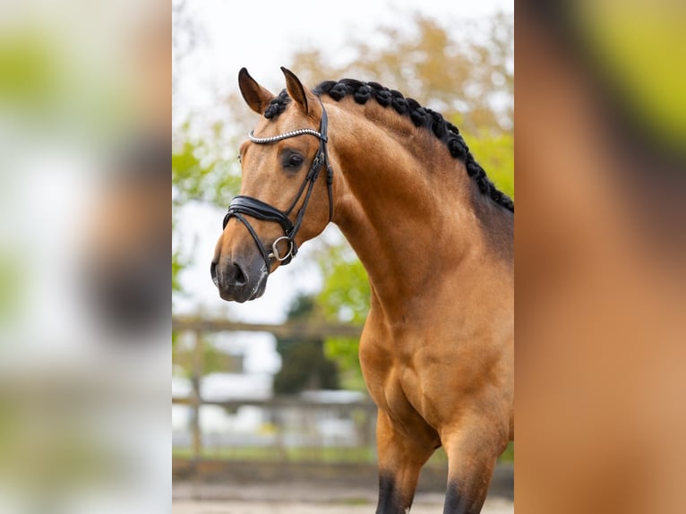 PRE Mix Stallion 4 years 15,2 hh Buckskin in Sm
