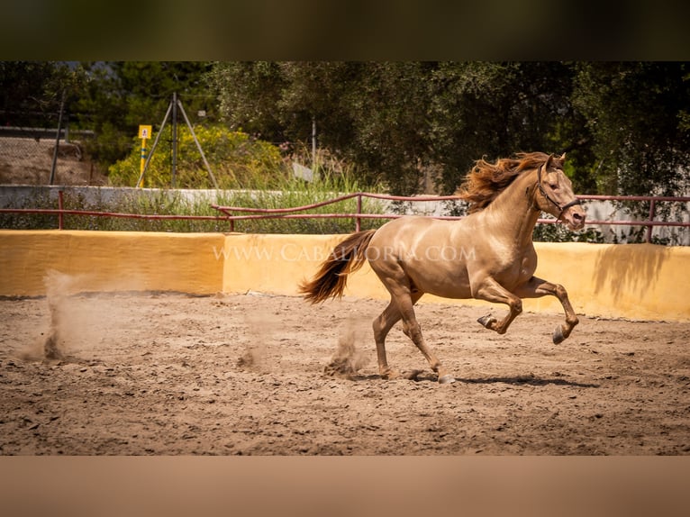 PRE Stallion 4 years 15,2 hh Champagne in Rafelguaraf