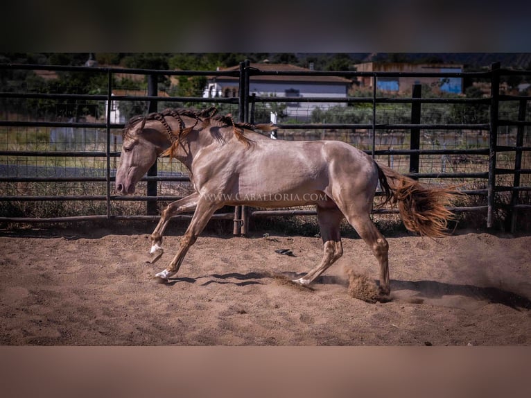 PRE Stallion 4 years 15,2 hh Champagne in Rafelguaraf