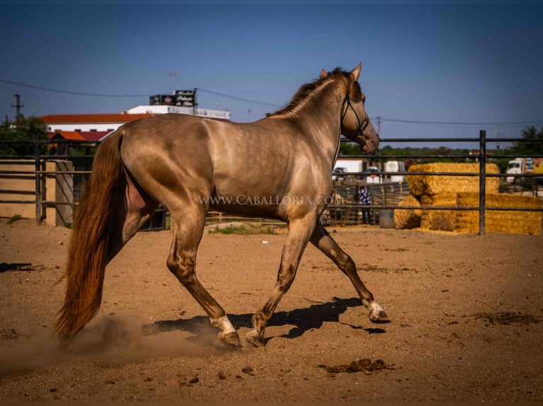 PRE Stallion 4 years 15,2 hh Champagne in Rafelguaraf