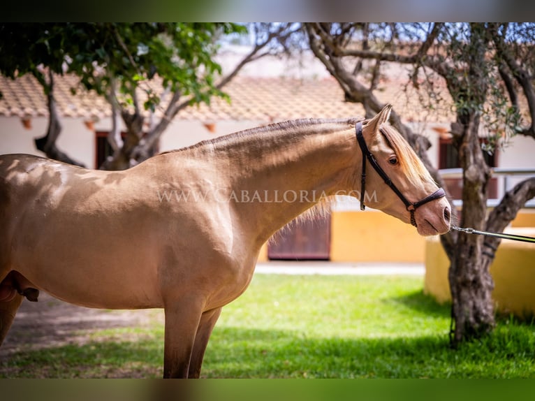 PRE Stallion 4 years 15,2 hh Champagne in Rafelguaraf