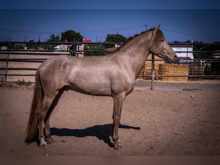 PRE Stallion 4 years 15,2 hh Champagne in Rafelguaraf