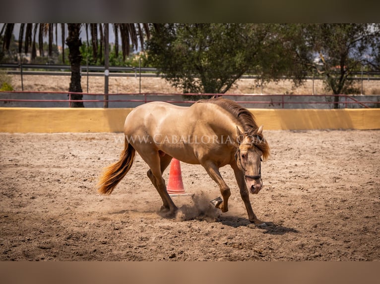 PRE Stallion 4 years 15,2 hh Champagne in Rafelguaraf