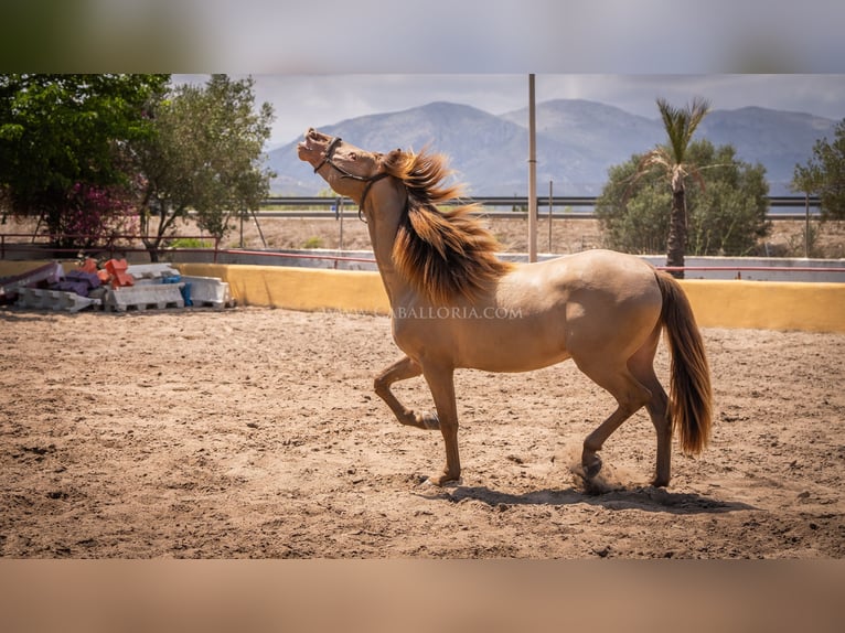 PRE Stallion 4 years 15,2 hh Champagne in Rafelguaraf