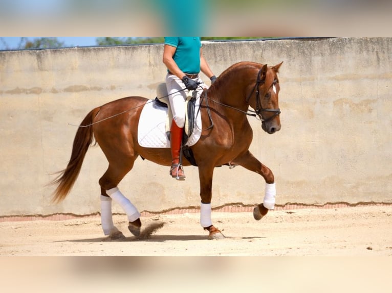 cadeau cheval fille fan de chevaux - Charlotte's Choice Horse & Hound -  Montalegria AG
