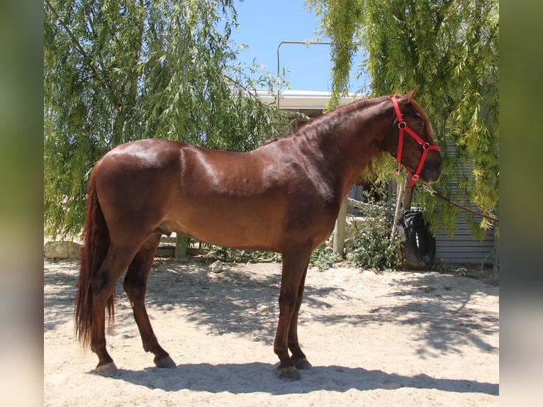 PRE Mix Stallion 4 years 15,2 hh Chestnut-Red in Vejer de la Frontera