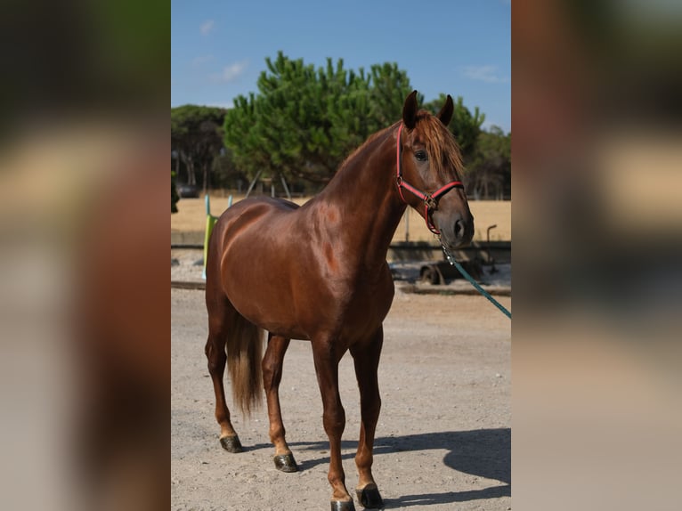 PRE Mix Stallion 4 years 15.2 hh Chestnut-Red in Hamburg