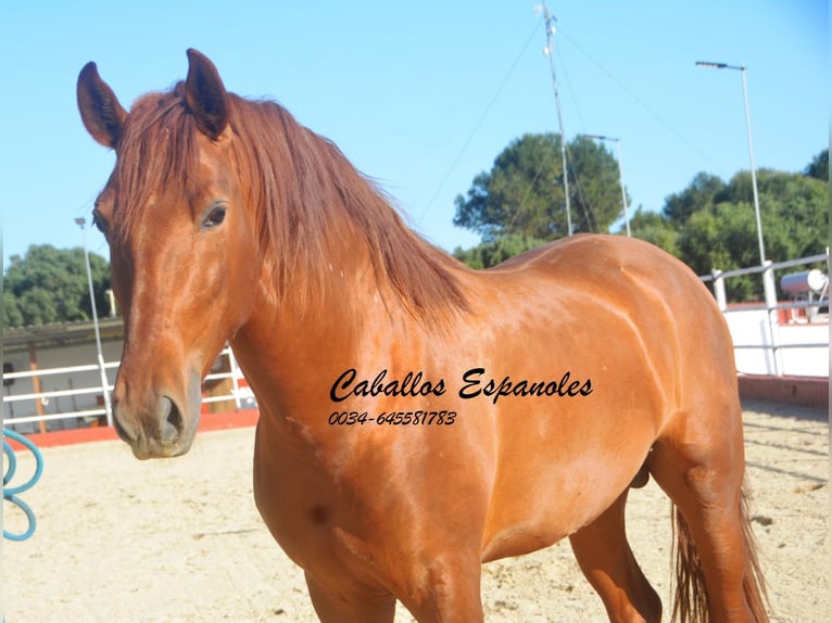 PRE Mix Stallion 4 years 15.2 hh Chestnut-Red in Vejer de la Frontera