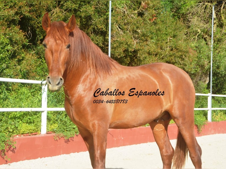 PRE Mix Stallion 4 years 15.2 hh Chestnut-Red in Vejer de la Frontera