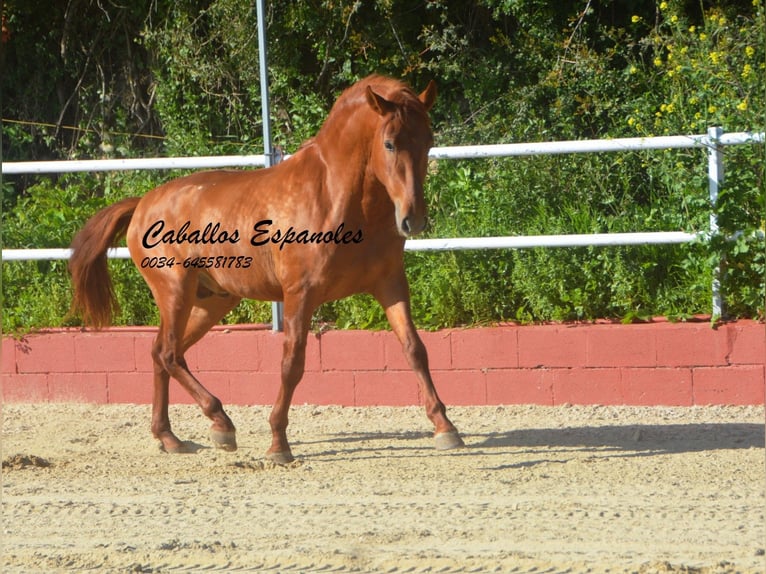 PRE Mix Stallion 4 years 15.2 hh Chestnut-Red in Vejer de la Frontera
