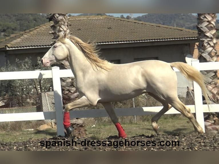 PRE Mix Stallion 4 years 15,2 hh Cremello in Barcelona
