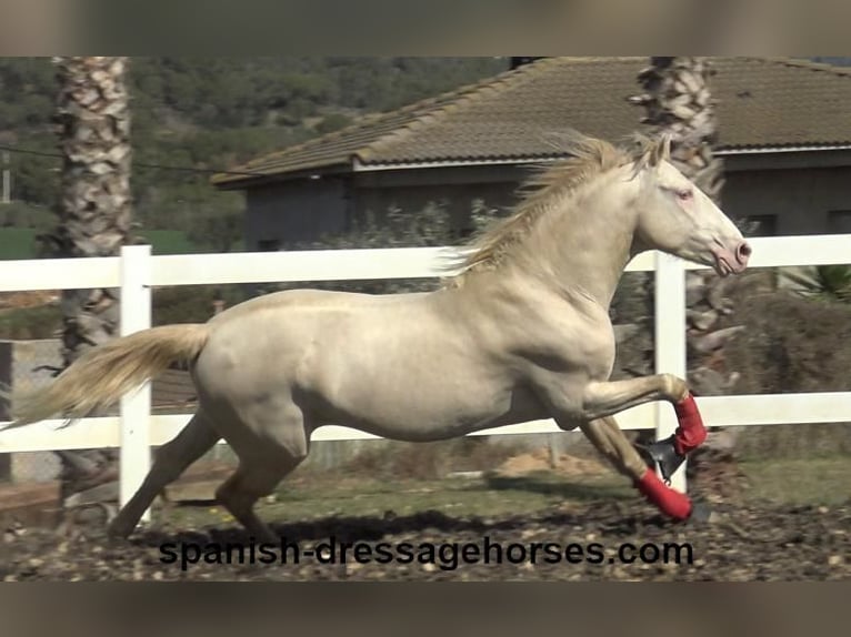 PRE Mix Stallion 4 years 15,2 hh Cremello in Barcelona