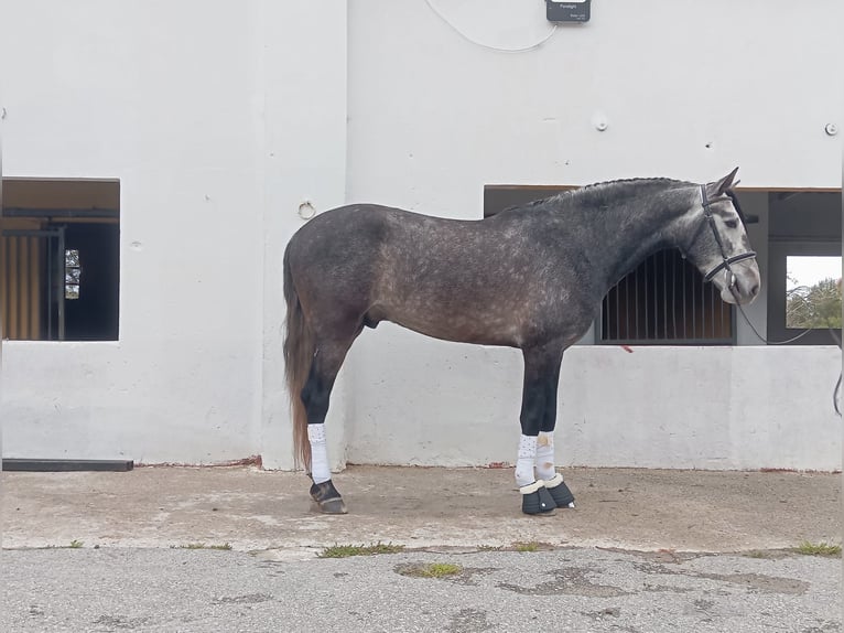PRE Mix Stallion 4 years 15.2 hh  in Terrassa