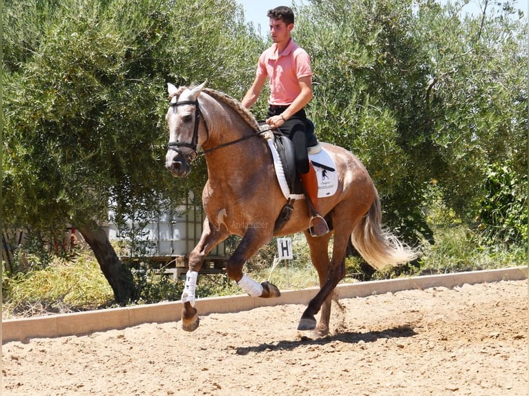 PRE Stallion 4 years 15,2 hh in Provinz Granada